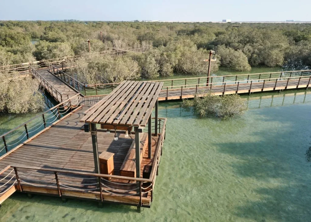 El misterio del bosque que crece abajo del agua: todos los secretos del oasis de Abu Dabi 