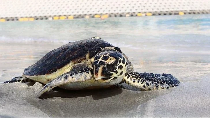 LA IMPORTANCIA DE LA CONSERVACIÓN EN EMIRATOS ÁRABES UNIDOS