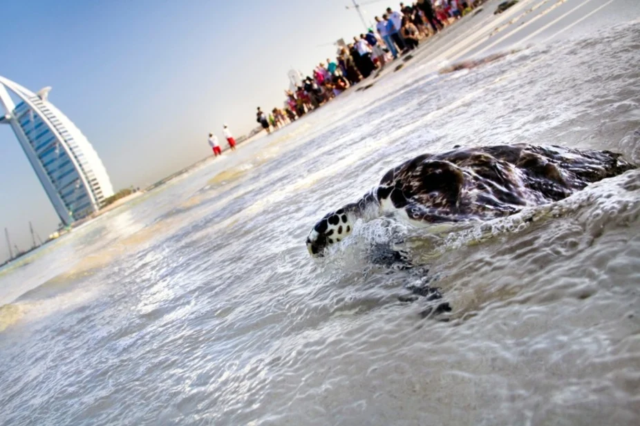 Más de 300 tortugas nacen en la playa Al Taweelah de Abu Dhabi