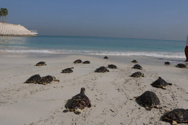 RETOS Y FUTURO DE LA CONSERVACIÓN DE TORTUGAS EN LA REGIÓN