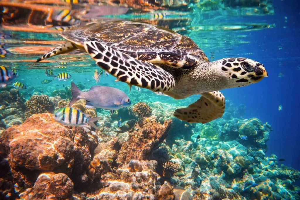 La joya escondida de Abu Dabi que descubrió National Geographic 