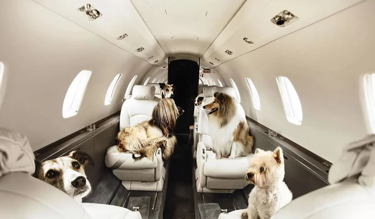 Seguridad y comodidad en cada vuelo