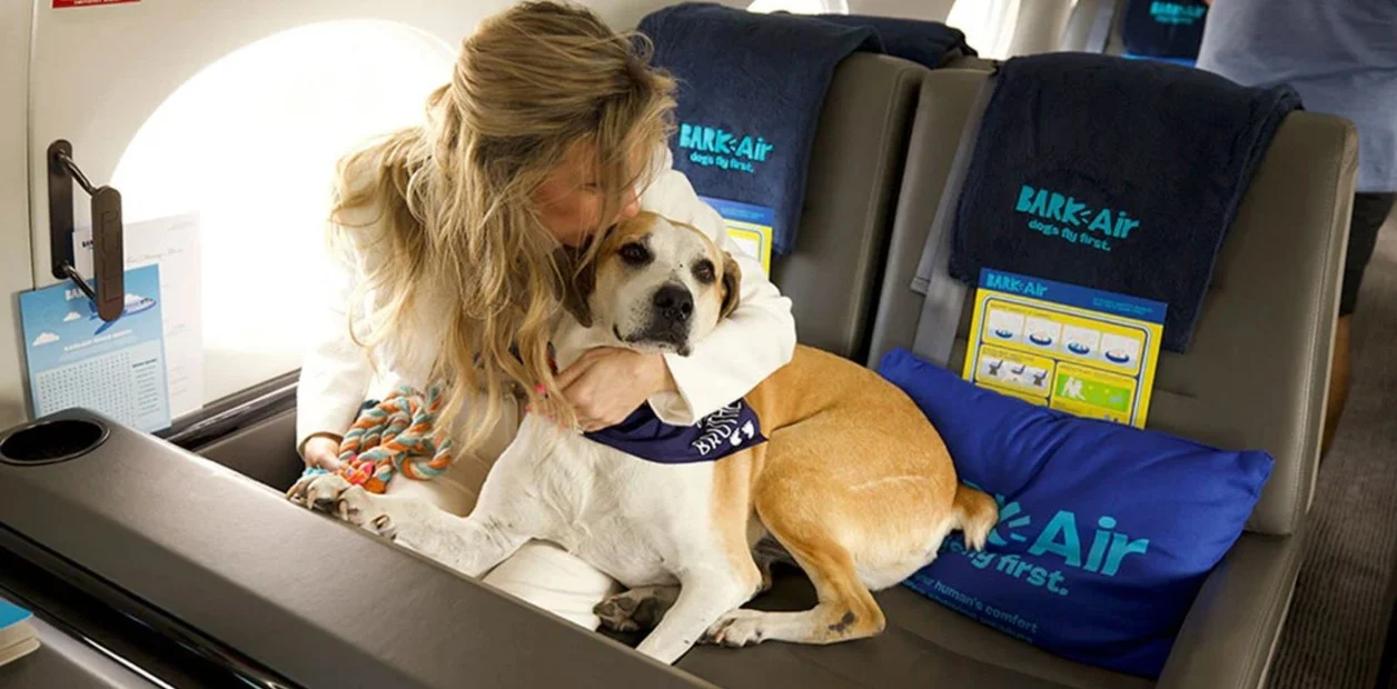 La revolución de volar con mascotas en cabina