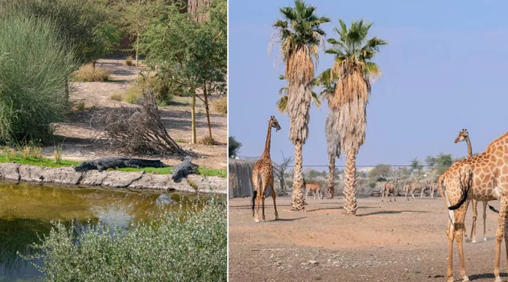 Todas las actividades en Sharajah, el mayor safari del mundo en Emiratos Árabes