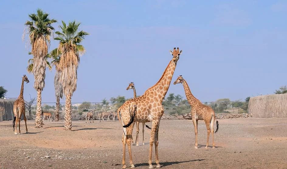 África en Emiratos Árabes: las regiones más sorprendentes a una hora de Dubái 