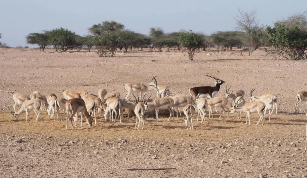 Sir Bani Yas Island, un tesoro arqueológico 