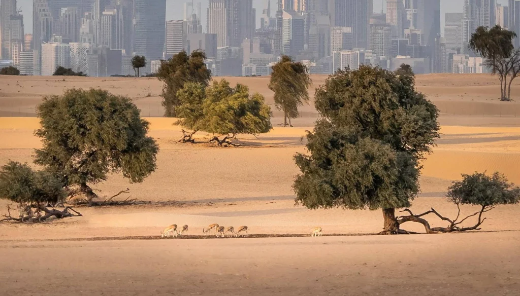 Climate challenges in Dubai and throughout the territory