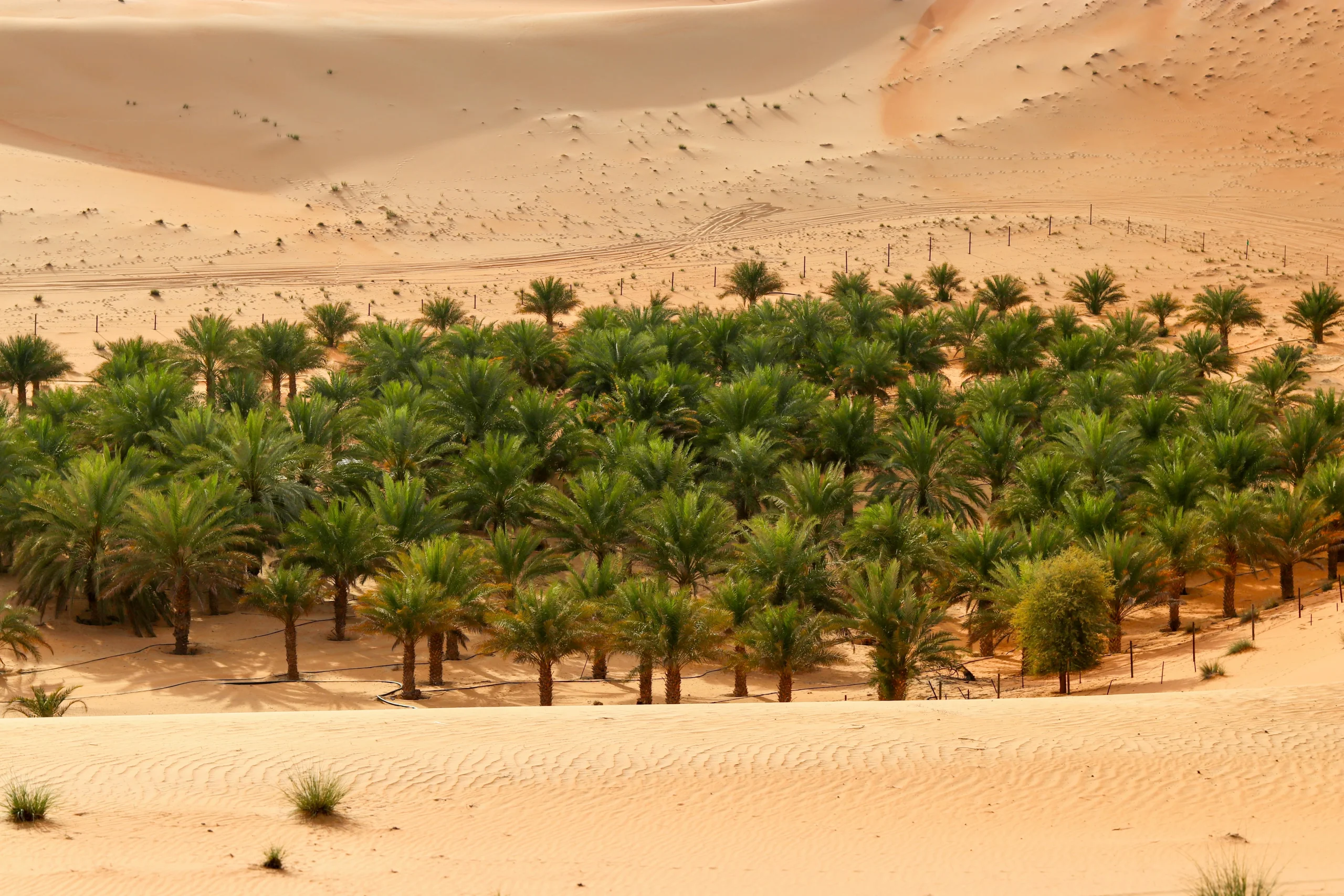 tren Abu Dhabi