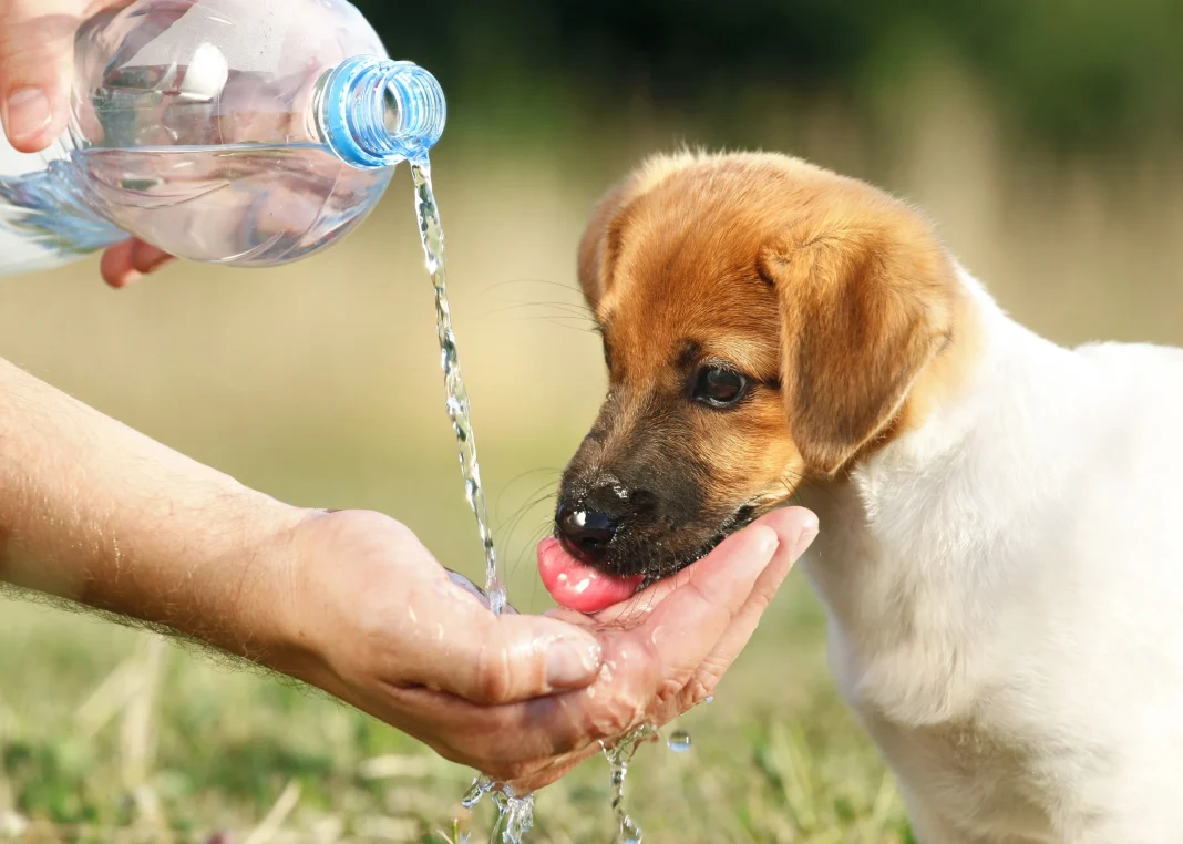 Mascotas en Dubái: así son las nuevas clínicas veterinarias con fitness, day care y rehabilitación Mascotas en Dubái: así son las nuevas clínicas veterinarias con fitness, day care y rehabilitación